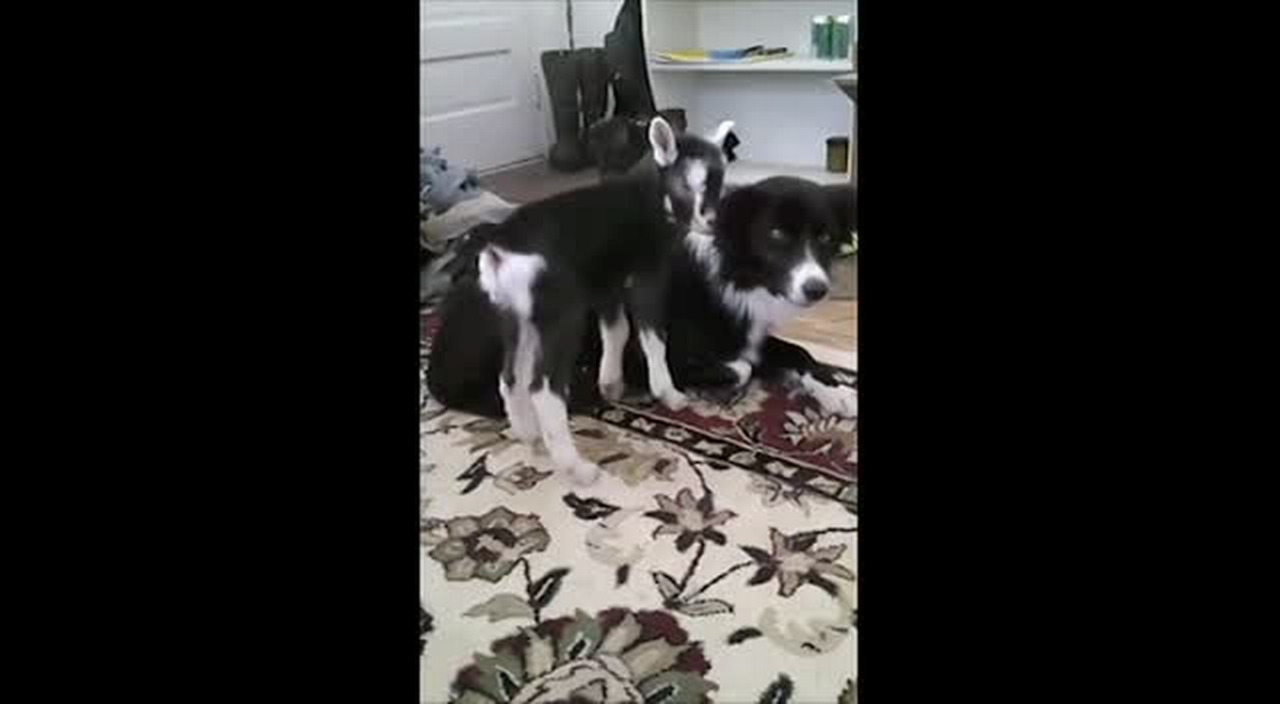 A young goat adopts look-alike dog as its mother