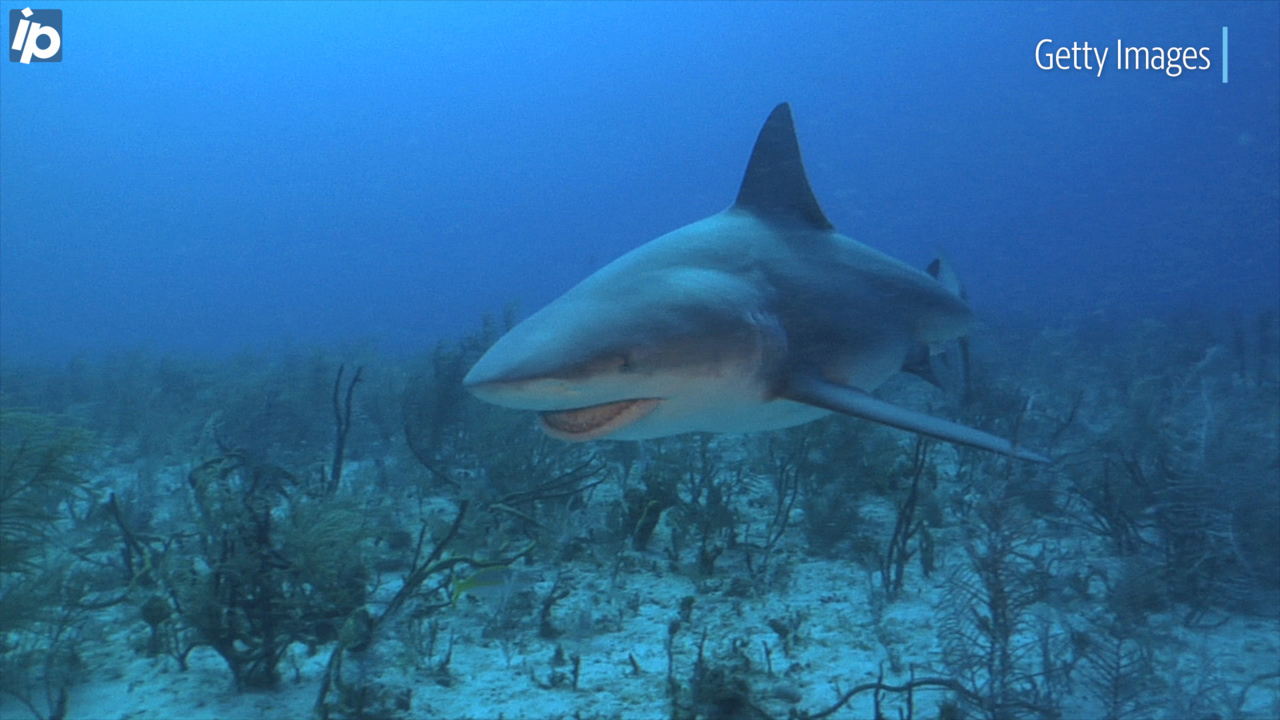 One of the deadliest animals in SC might attack without warning. What to know