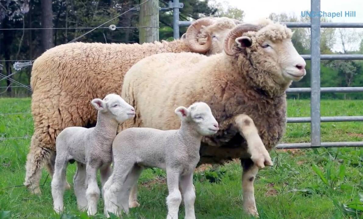 UNC mascot Rameses has twin sons in 2016