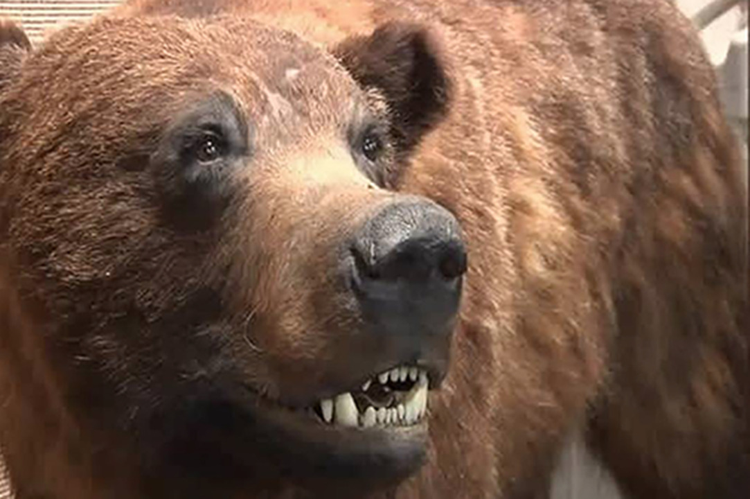 How to handle bear encounters