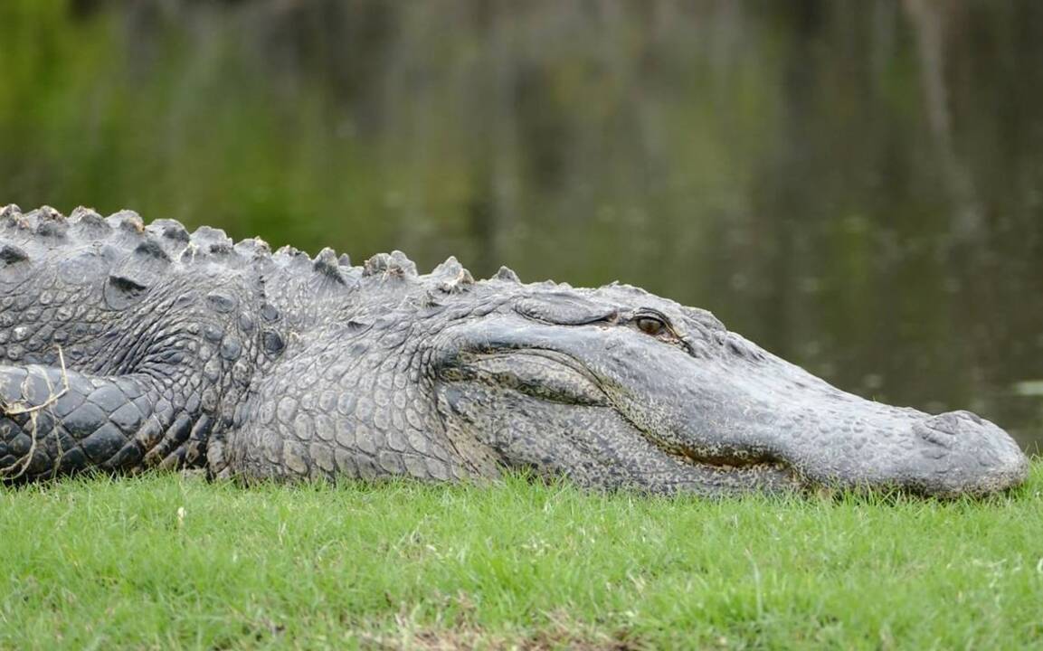 What to do if you see an alligator in the Lowcountry