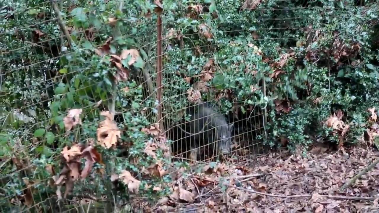 Washington police fail to bring home the bacon as pig eludes police once more