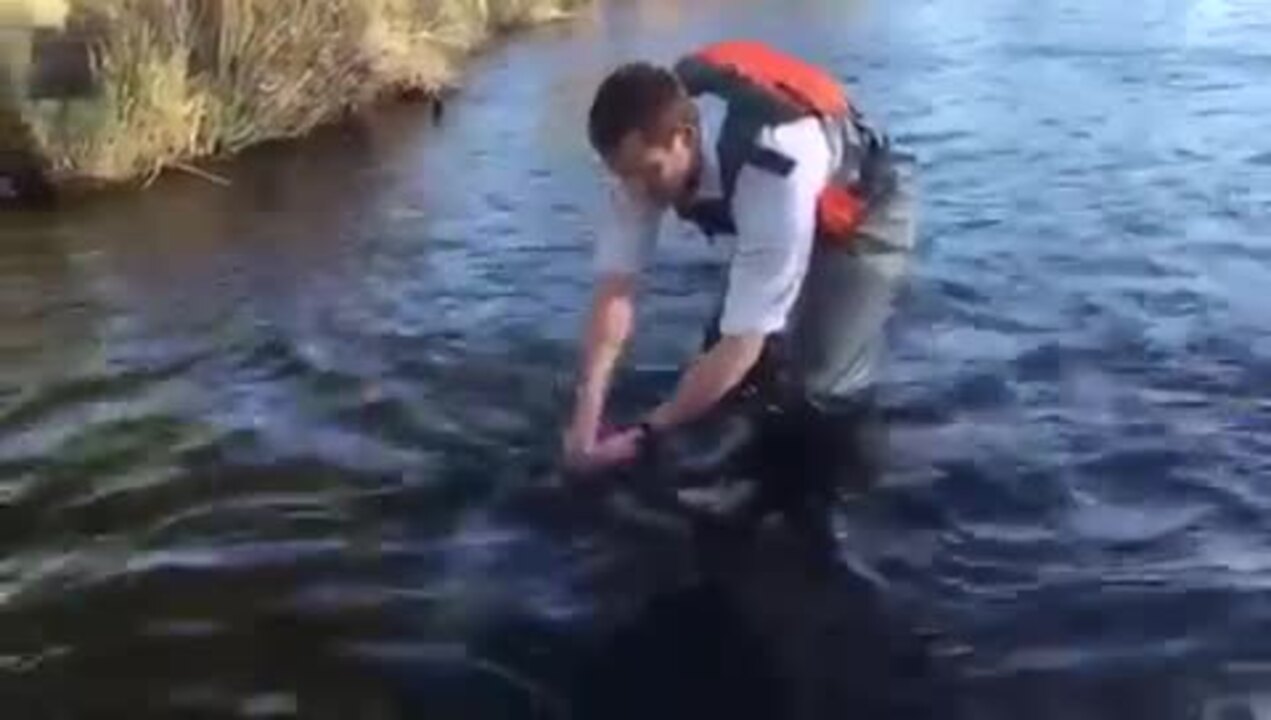 It hasn’t happened in 65 years. This threatened species has returned to the San Joaquin River