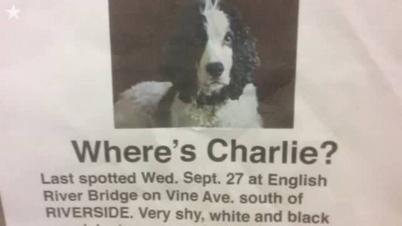 A wedding, a runaway dog: Our beloved Charlie’s improbable journey home