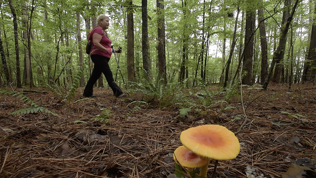 Where is the Mountains-to-Sea Trail? Curious NC takes a walk.