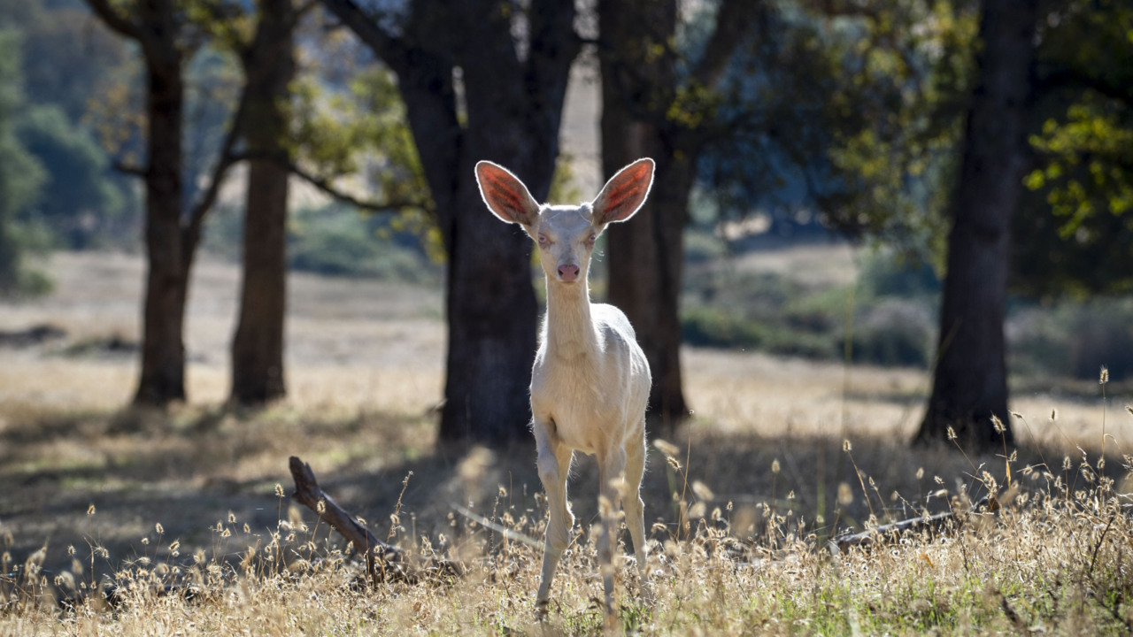 See rare albino fawn rescued in Woodland get released into the wild