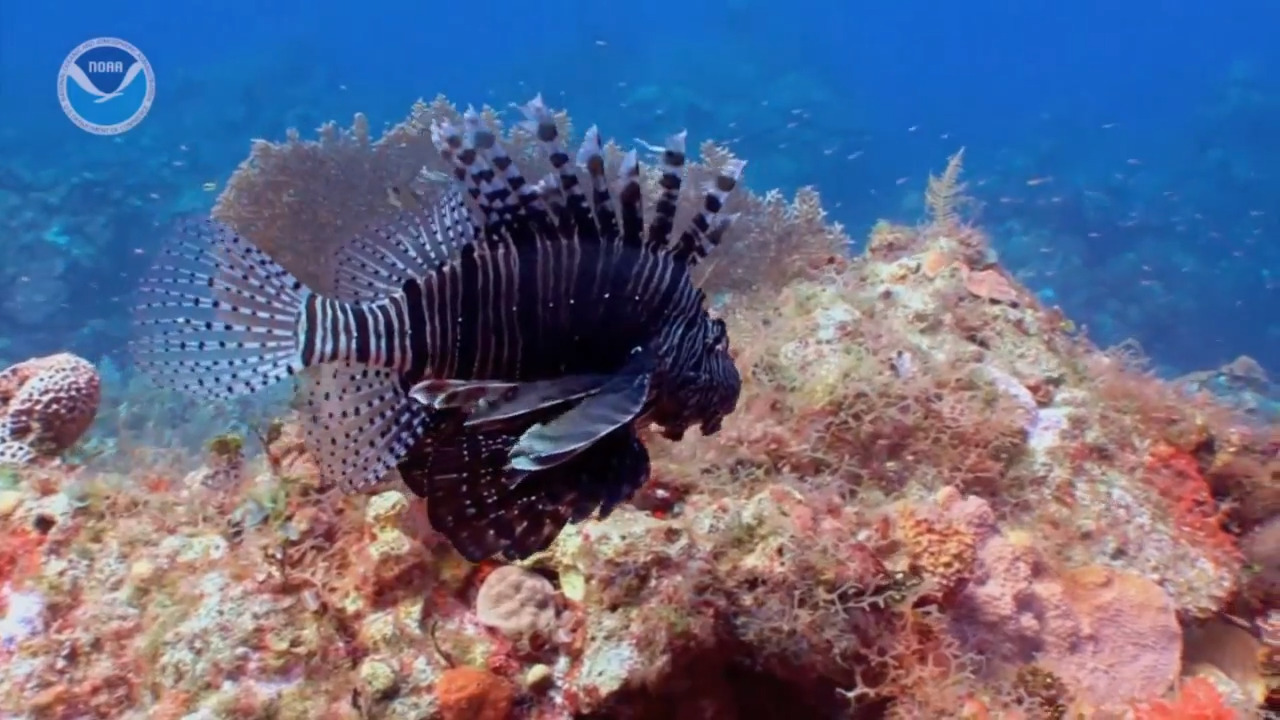 What is an invasive species?