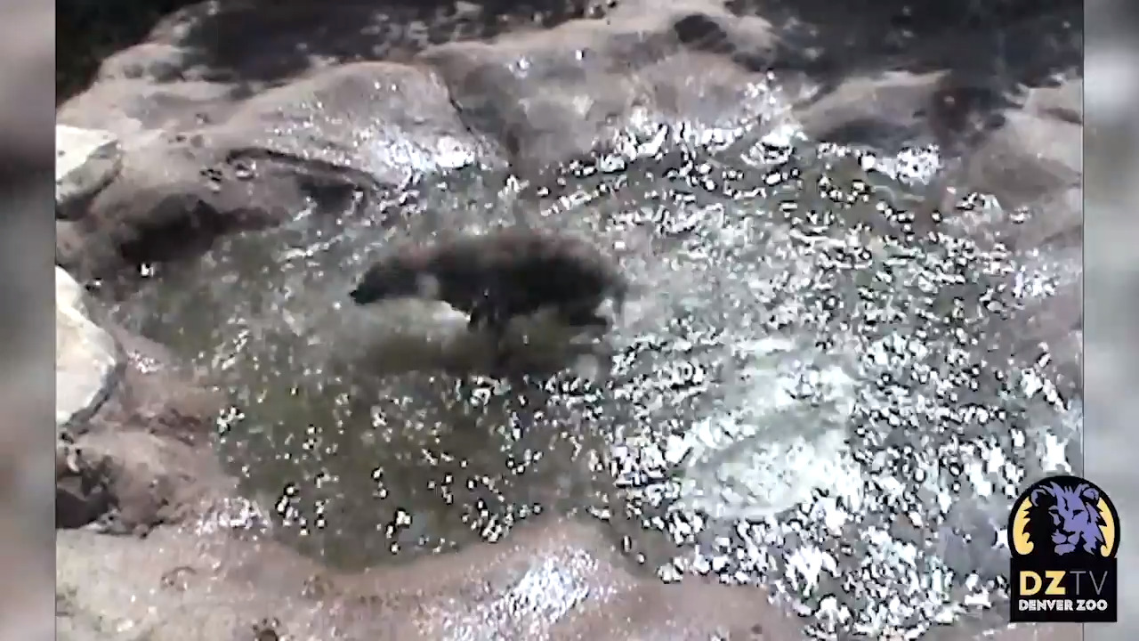 Denver Zoo hyena enjoys hot weather with water spinning session