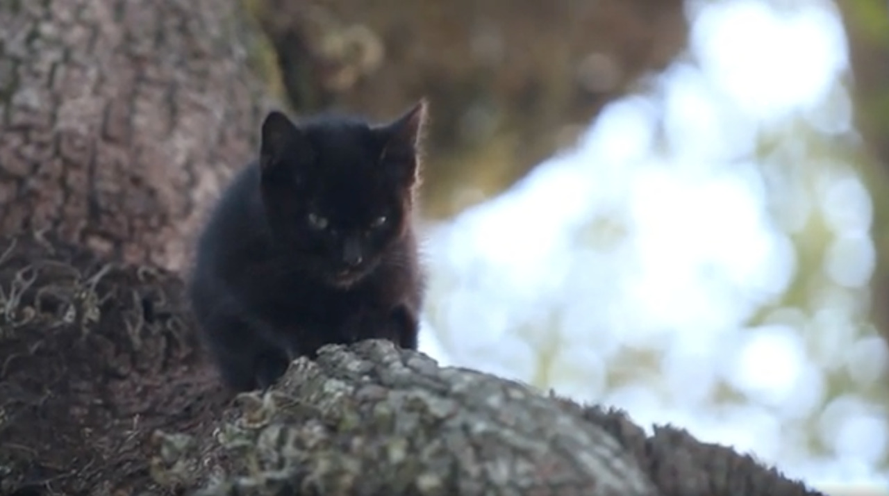 Awww! See what pops out of the trunk of this tree