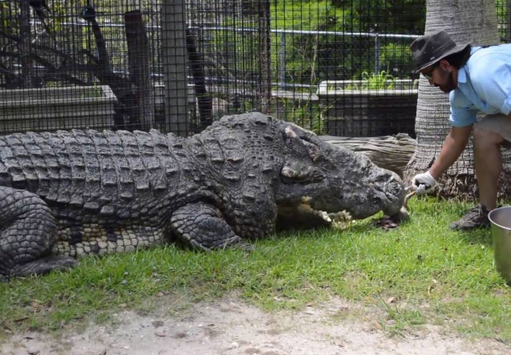 Braving the jaws of death to feed a 19-foot crocodile