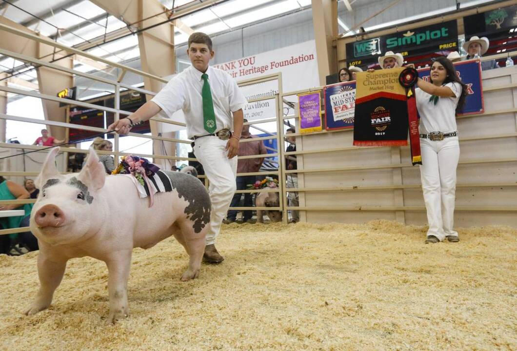 Watch a hog be auctioned off at the California Mid-State Fair