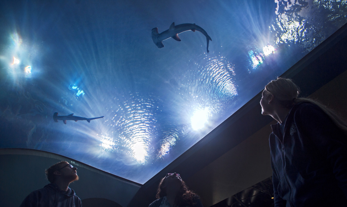 Here’s something to do the with kids this summer: aquariums reopening at Point Defiance
