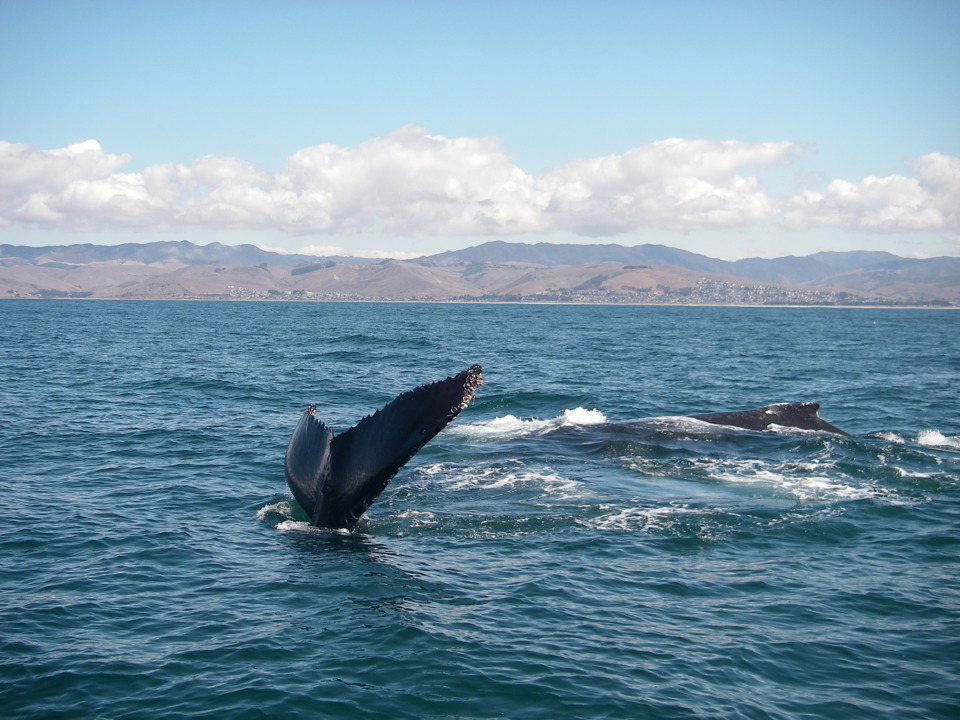 Humpback whales circle a whale-watching boat near Morro Bay