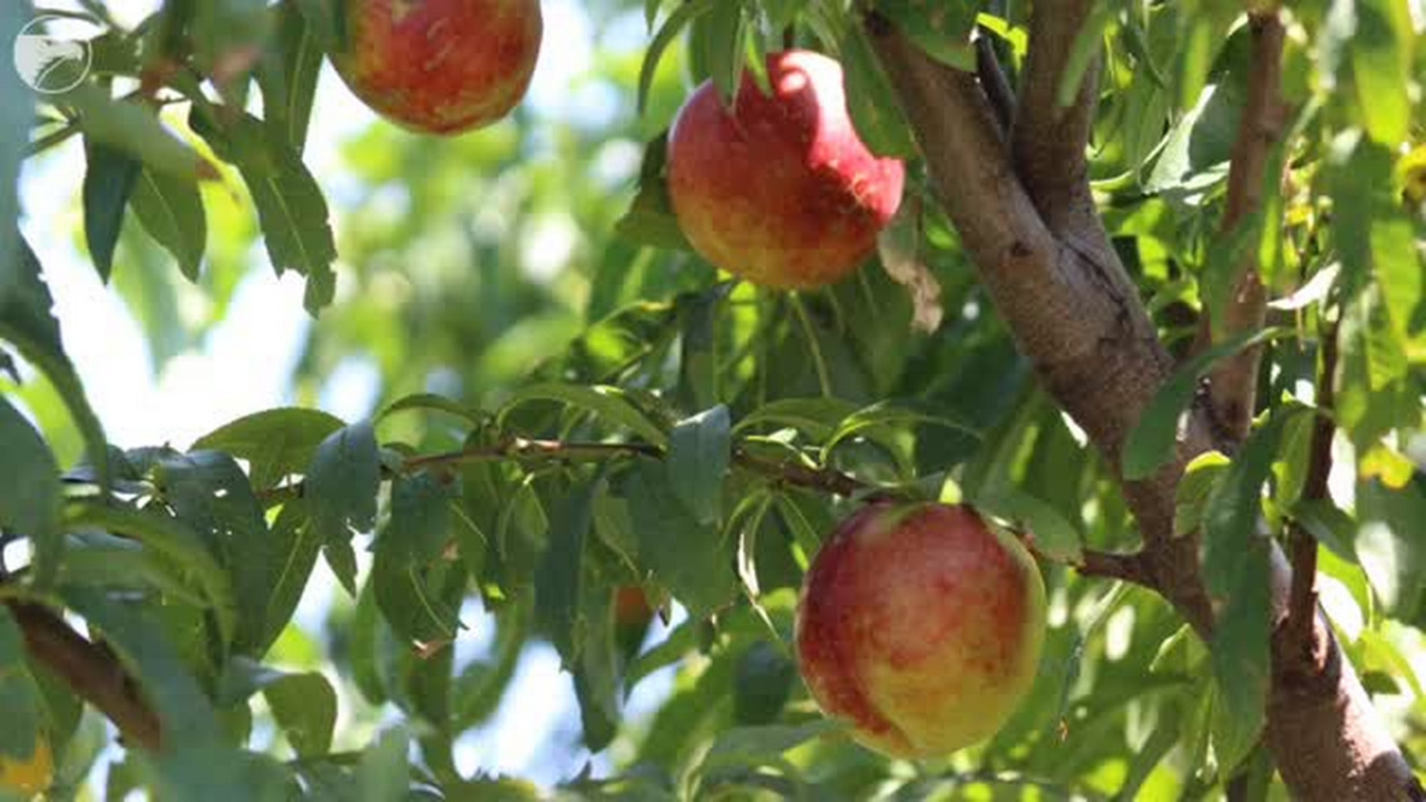 Walk through a Wichita-area peach orchard