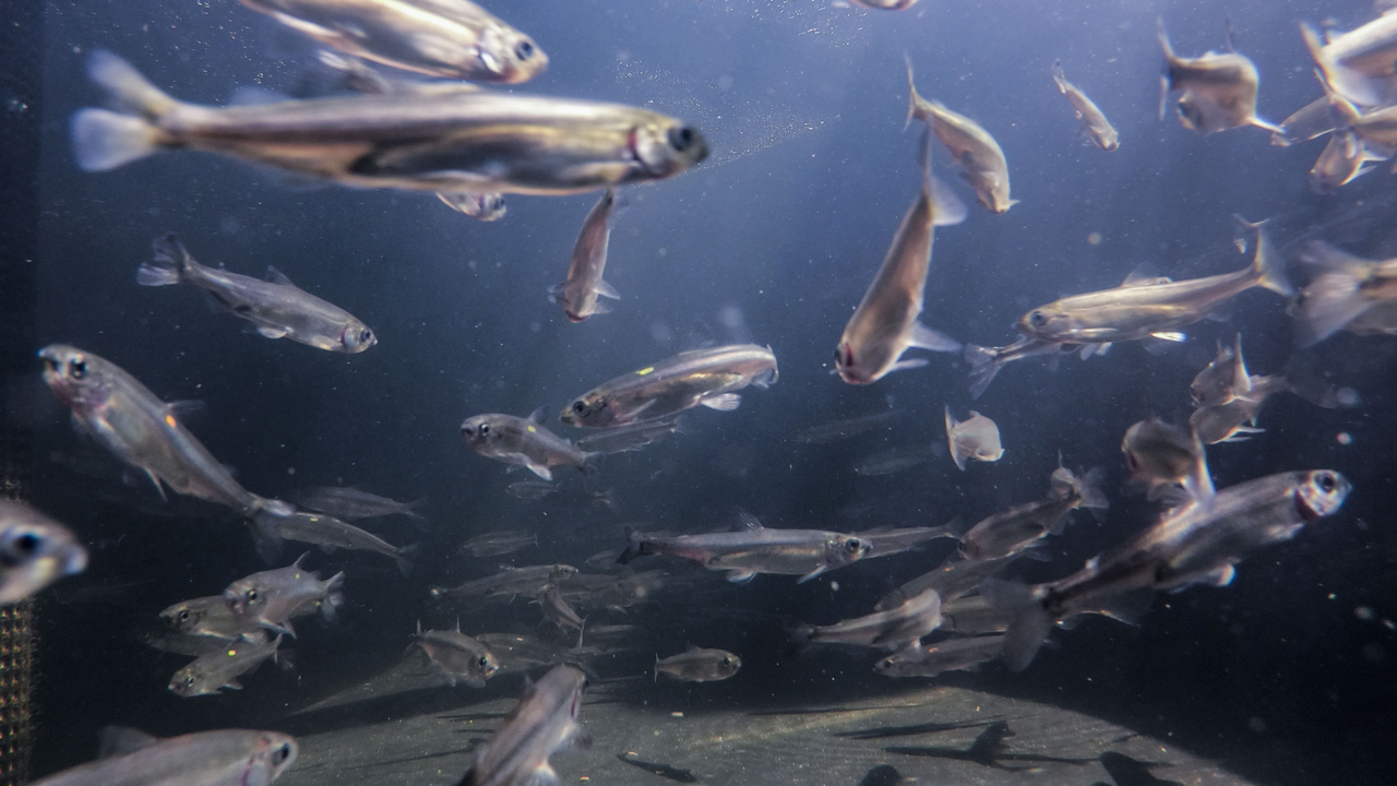 Meet the man trying to save this ‘stupid little fish’ and see why he thinks it’s important