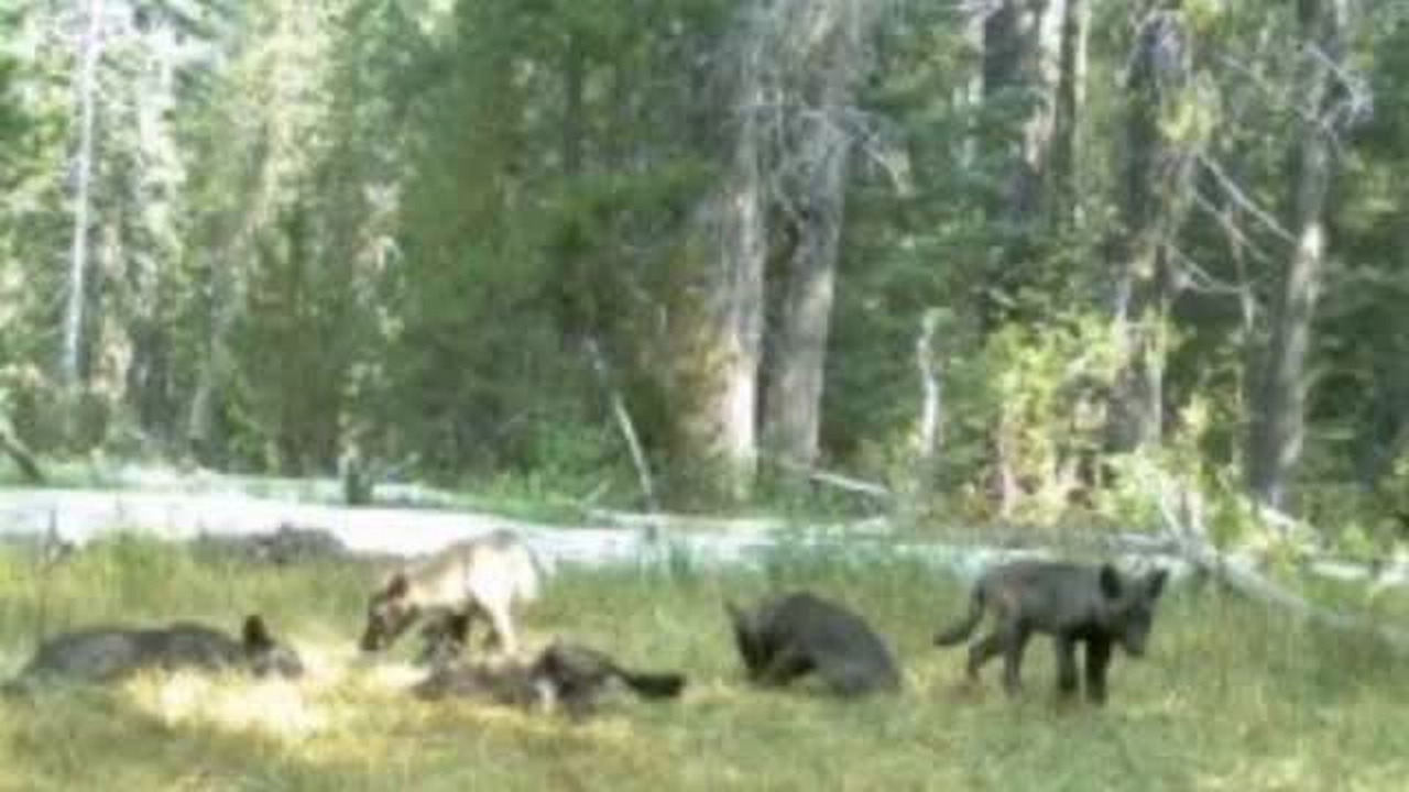 Wolves return to California