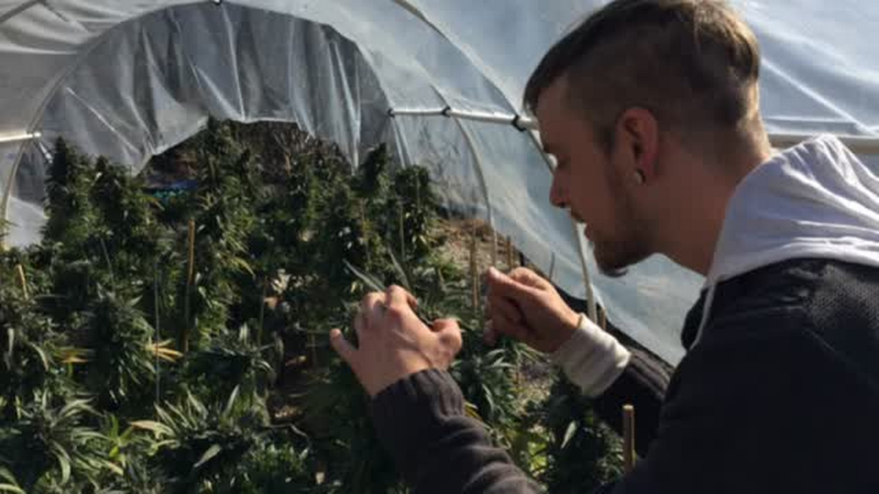 California won’t be ready to regulate marijuana businesses next year, lawmaker says