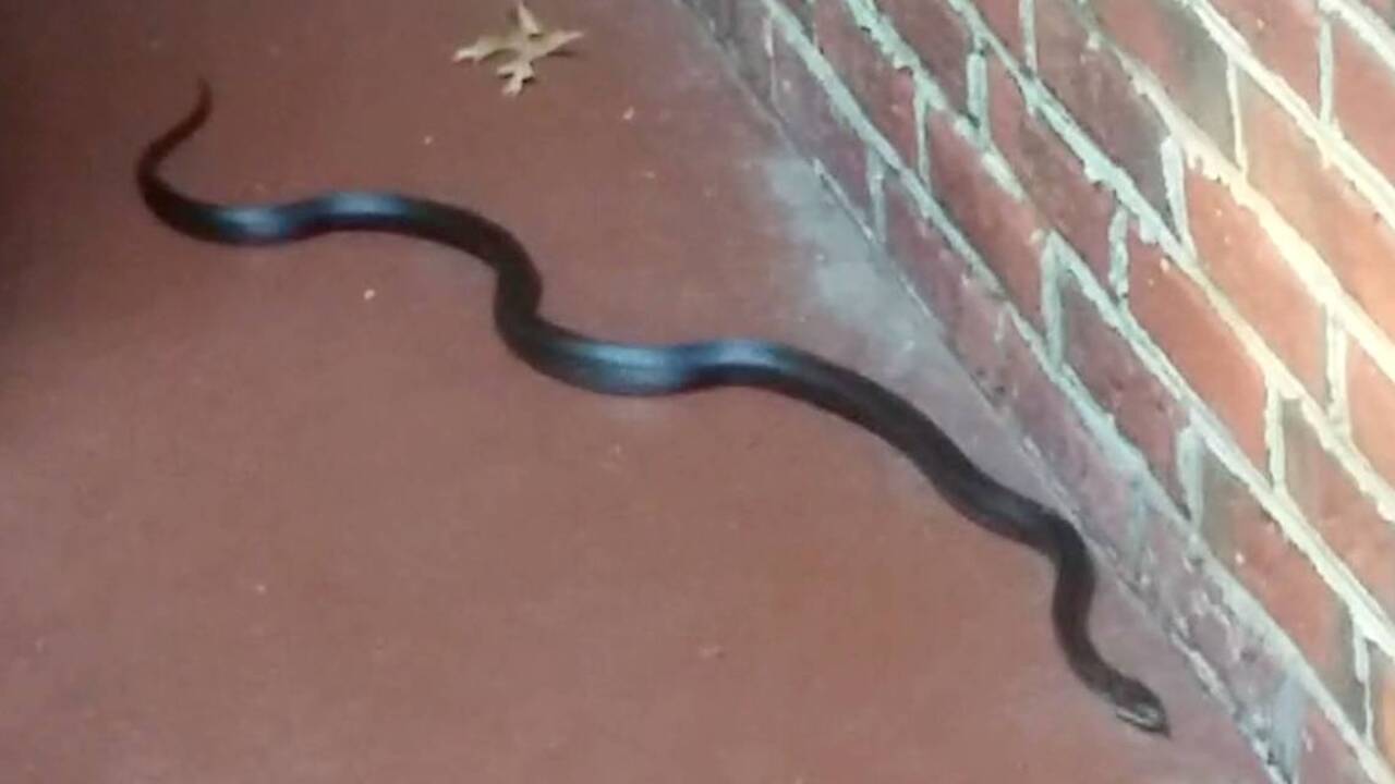 Columnist Barry Saunders learns not all snakes are bad