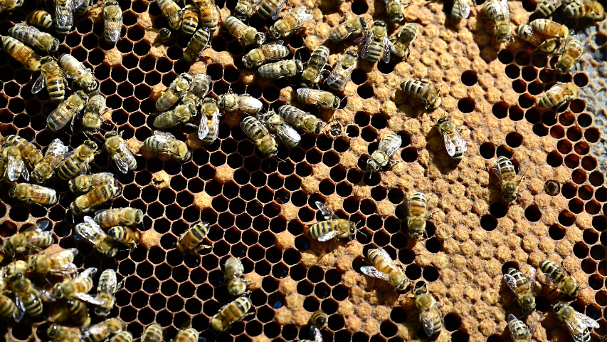 Take a peek into the complex business of keeping bees