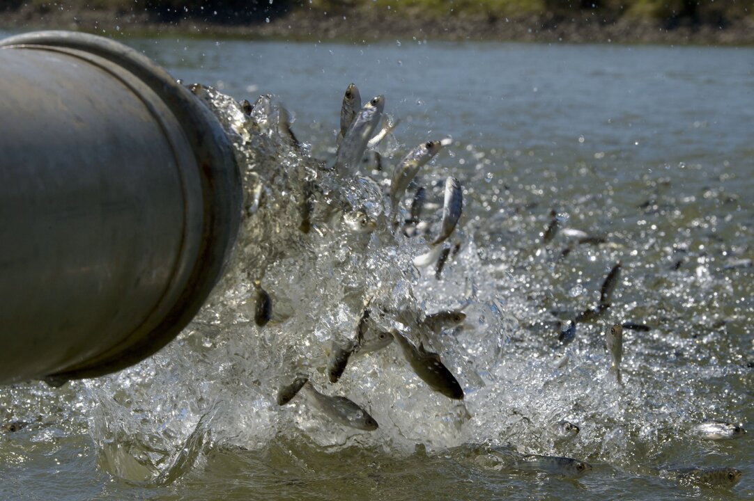 Why California’s most productive salmon hatchery is millions of fish short