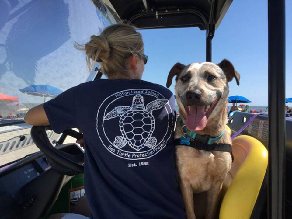 Meet Tau, the dog that’s training for a critical mission on Hilton Head