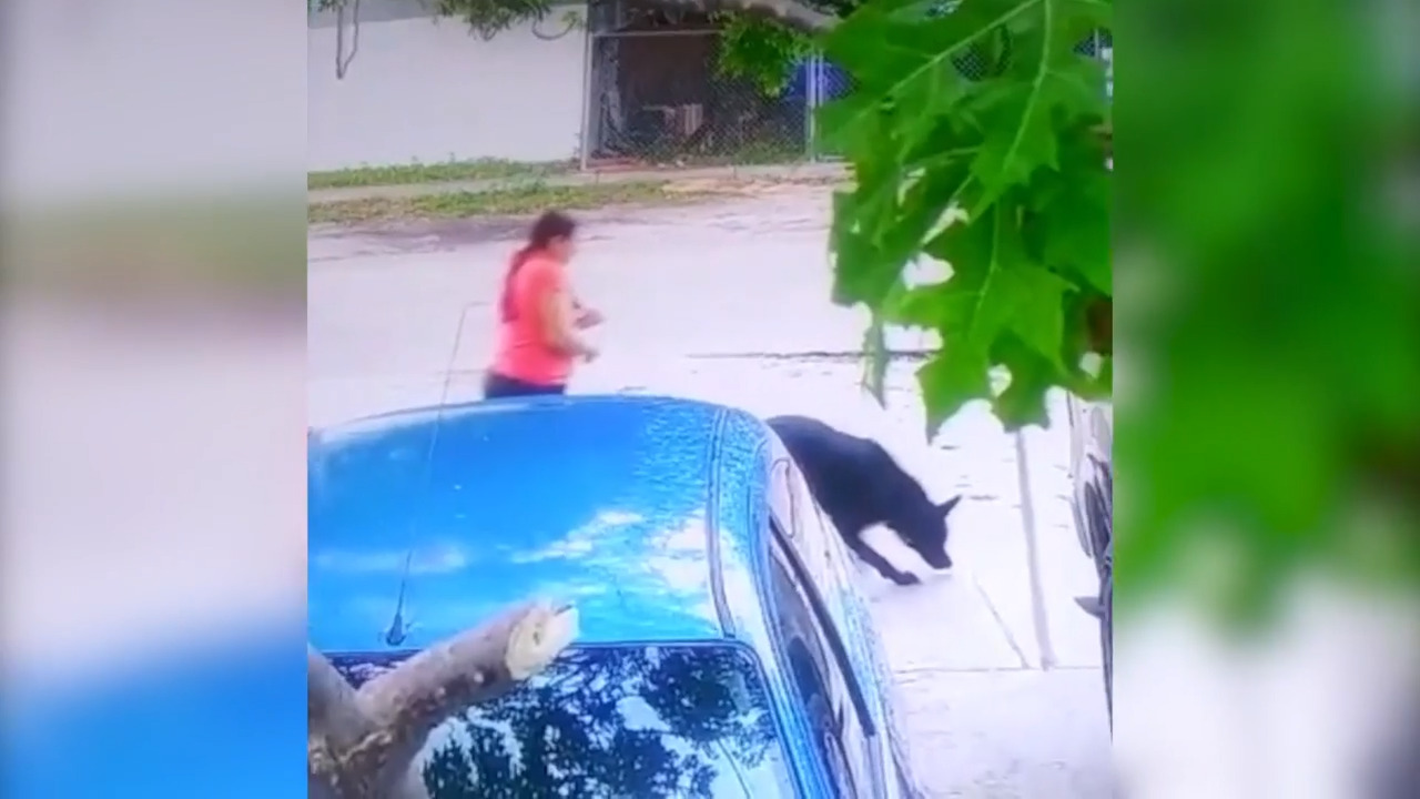 Miami, FL, police release video of suspect in dog theft | Miami Herald