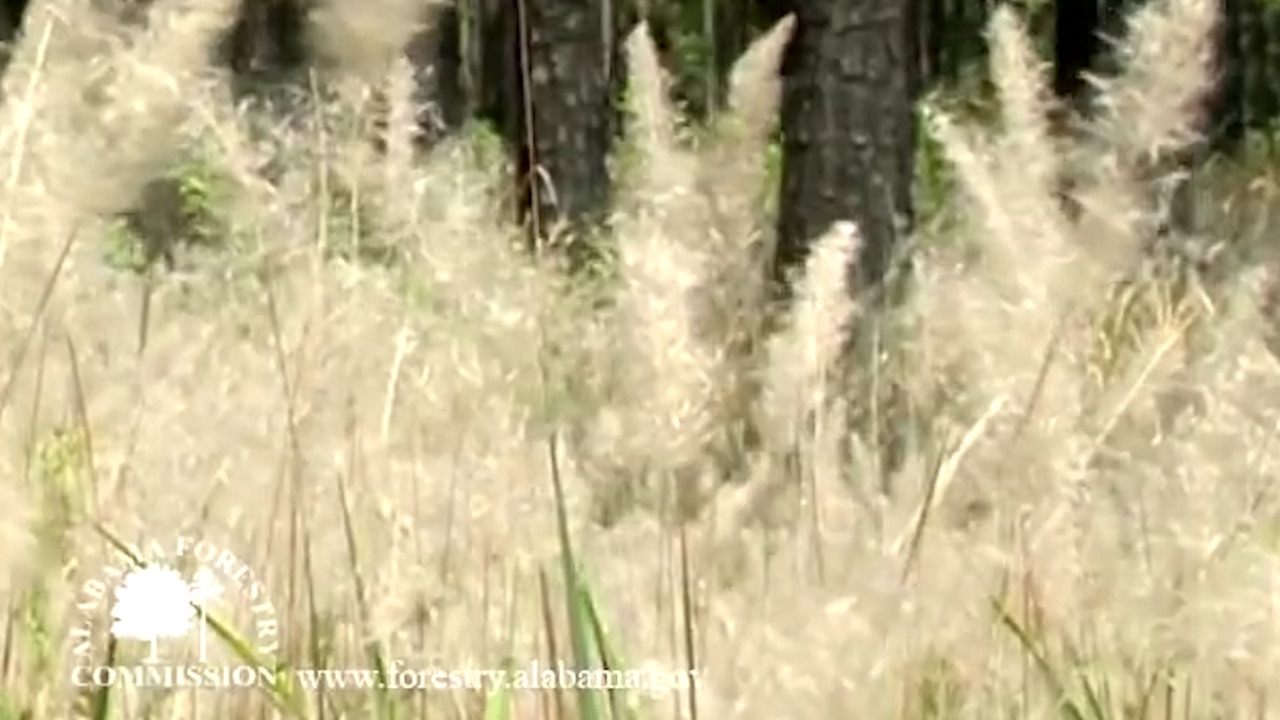 How to identify Cogongrass