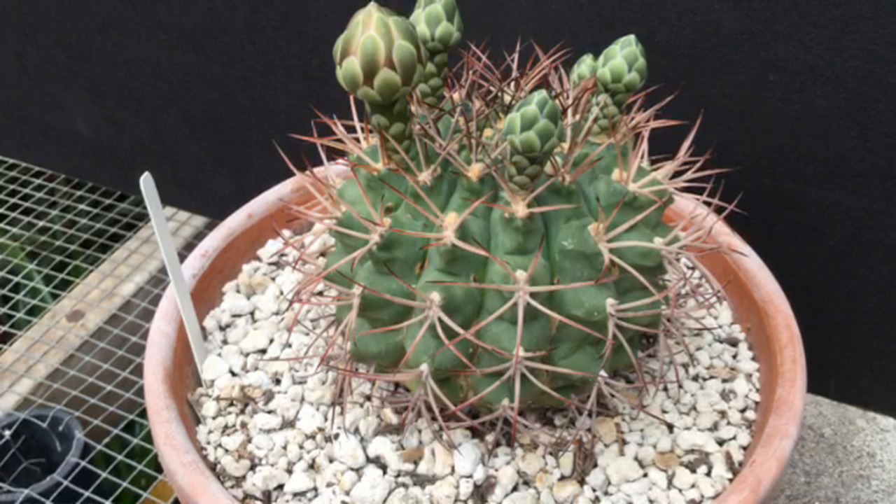 Prickly perfection: The art of photographing cacti