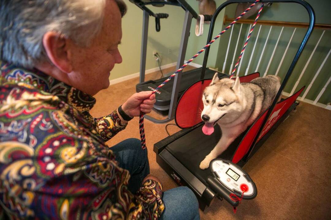 VIDEO: Lexington Siberian Husky headed to Westminster Dog Show trains on treadmill