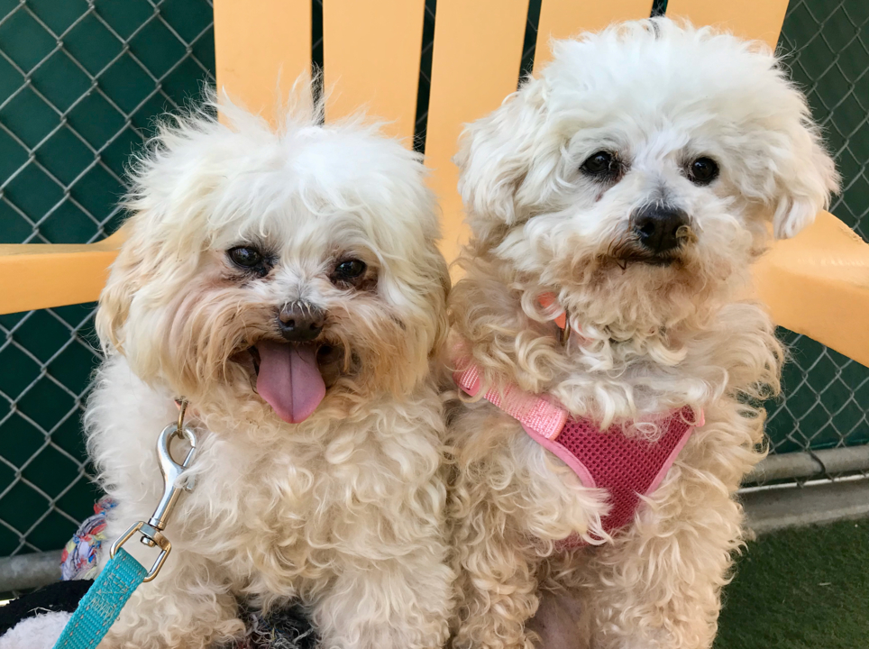 These sweet senior dogs are best buddies. Now they need a new home