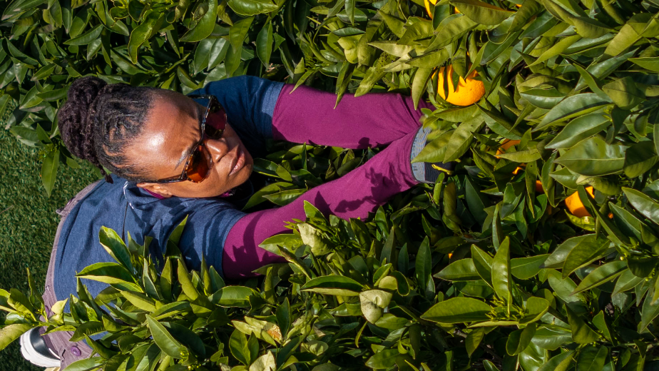 See Oak Park's Community Fruit harvest oranges