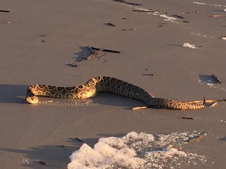 Surprise! Diamondback rattlesnake caught on camera slithering on Hilton Head beach