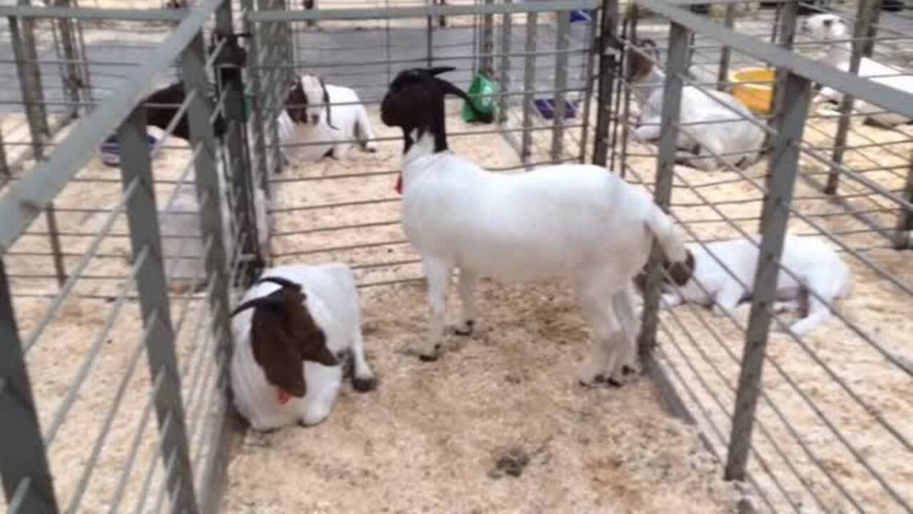D and J Goat Farms auction