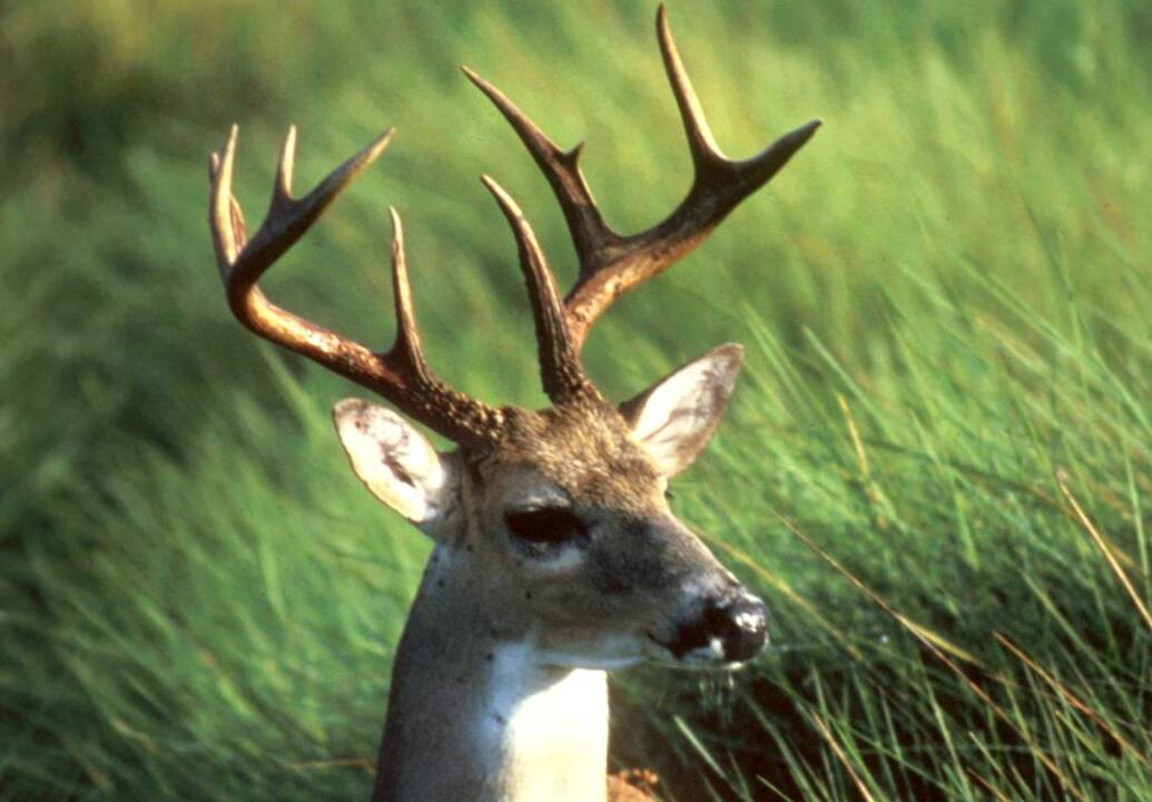 Deer season intensifies Tuesday