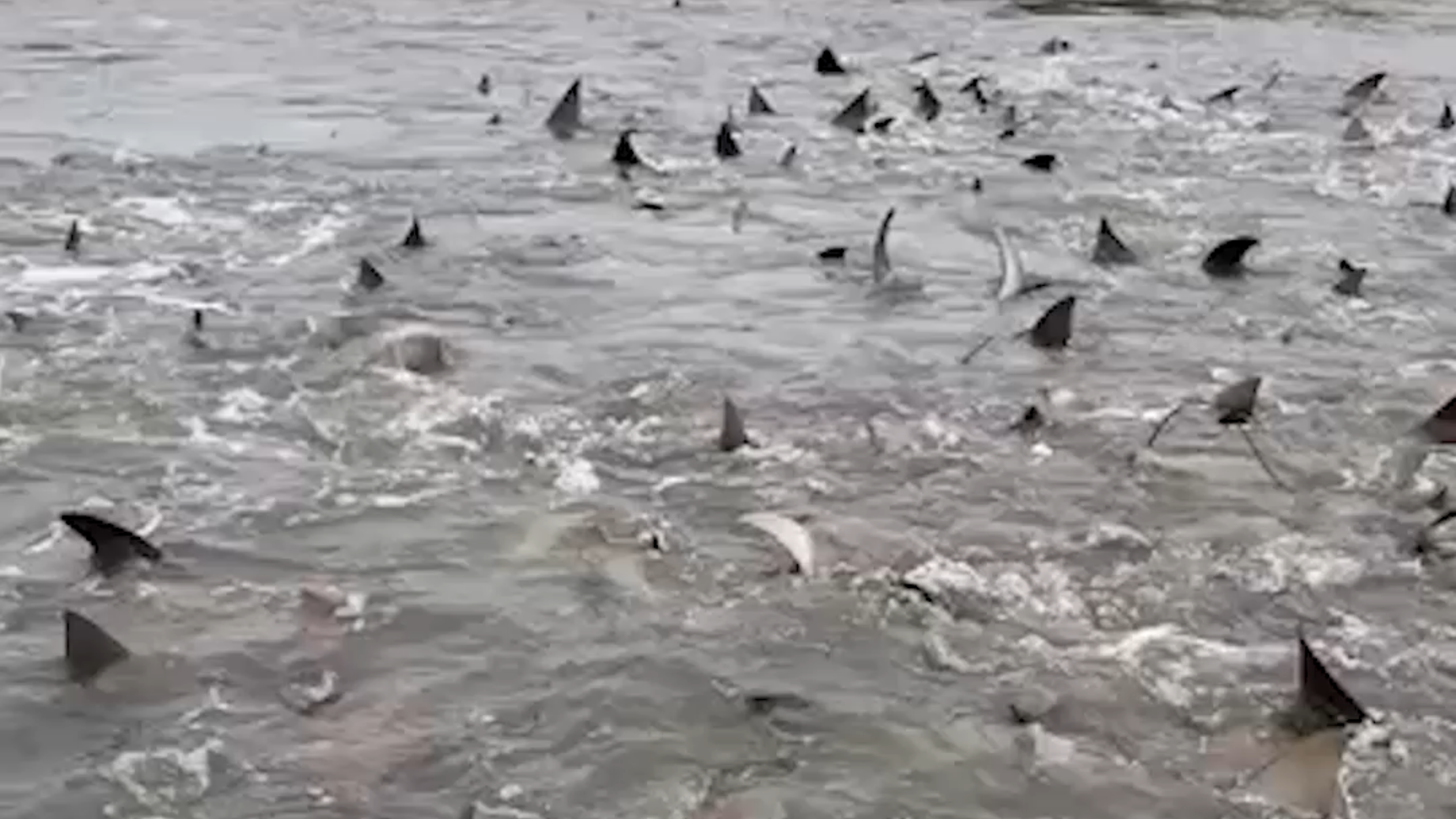 Marsh in North Carolina churned with squirming sea creatures, video shows