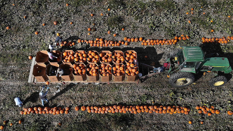 Where do those perfectly plump Northwest pumpkins grow? A farm in Eastern WA