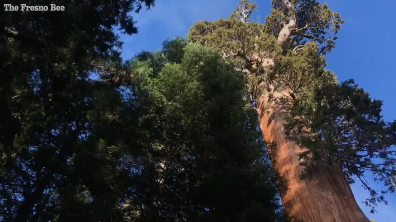See Nation’s Christmas Tree, the giant sequoia near Fresno
