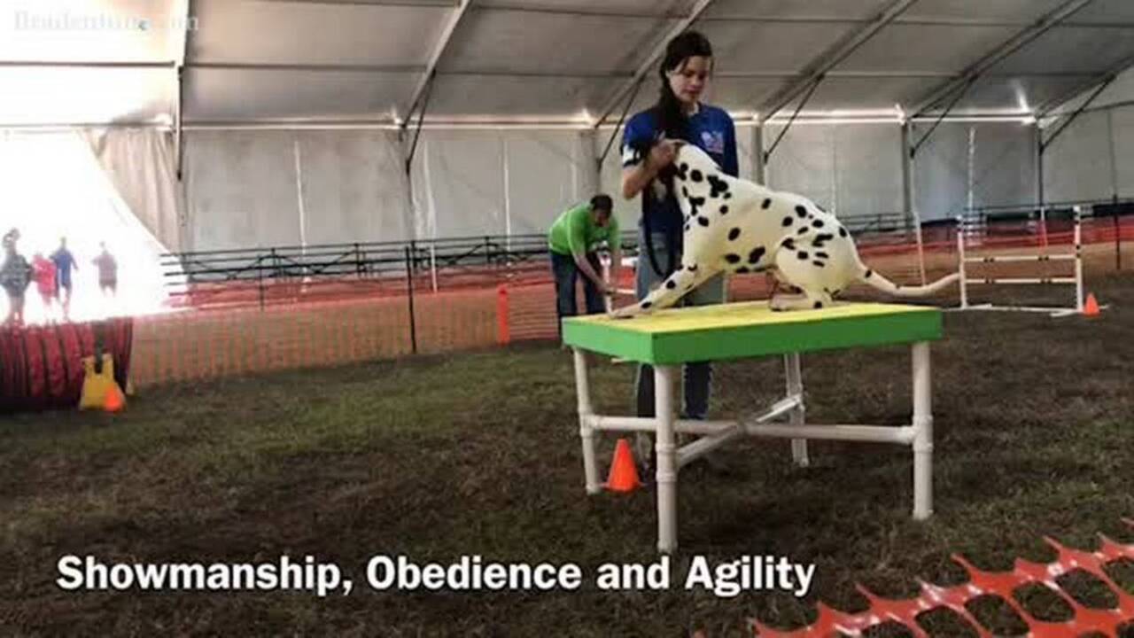 Kids and canines compete in annual Manatee County Fair dog show