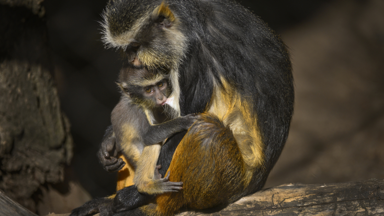 There’s a new baby monkey at the Sacramento Zoo