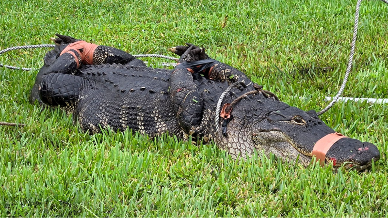 Palmetto resident discovers large alligator at his home