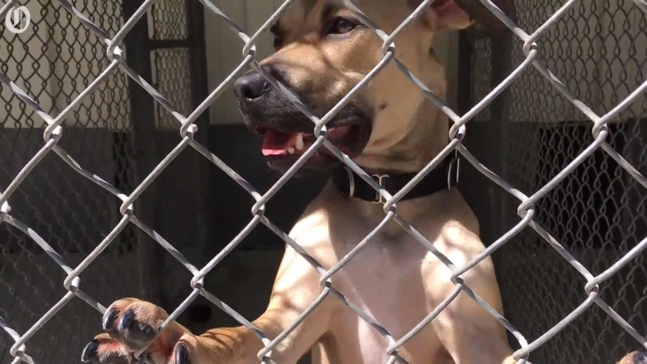 Humane Society of Charlotte’s shelter launches a fundraising campaign for a new space