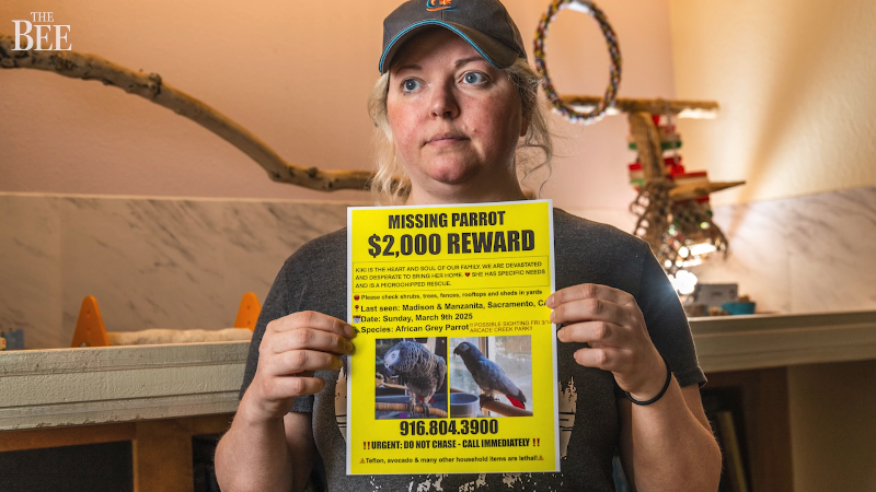 Listen to the conversations of KiKi, missing parrot and Tiktoker