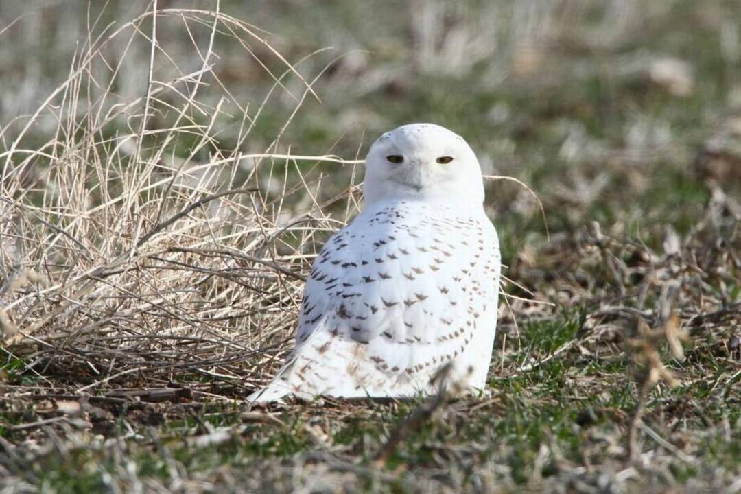 Watch: Veterinarians help a snowy owl that was hit by a car