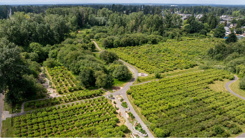Tacoma property makes way for new townhomes. Did development chase away eagles?