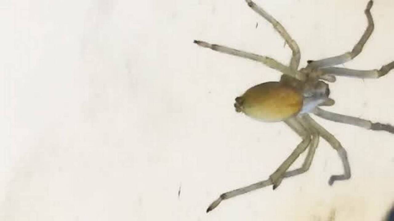 Dig In video series: Spiders are friends not foes in Idaho