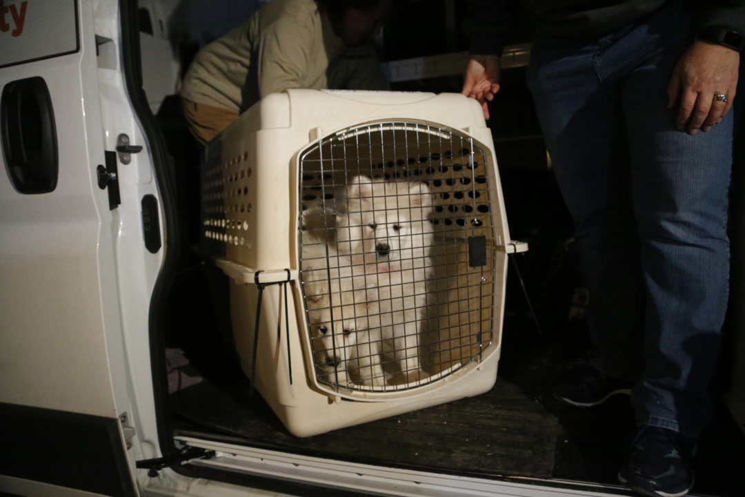 Fluffy, white puppies from Iowa mill make it to Wichita, Kansas