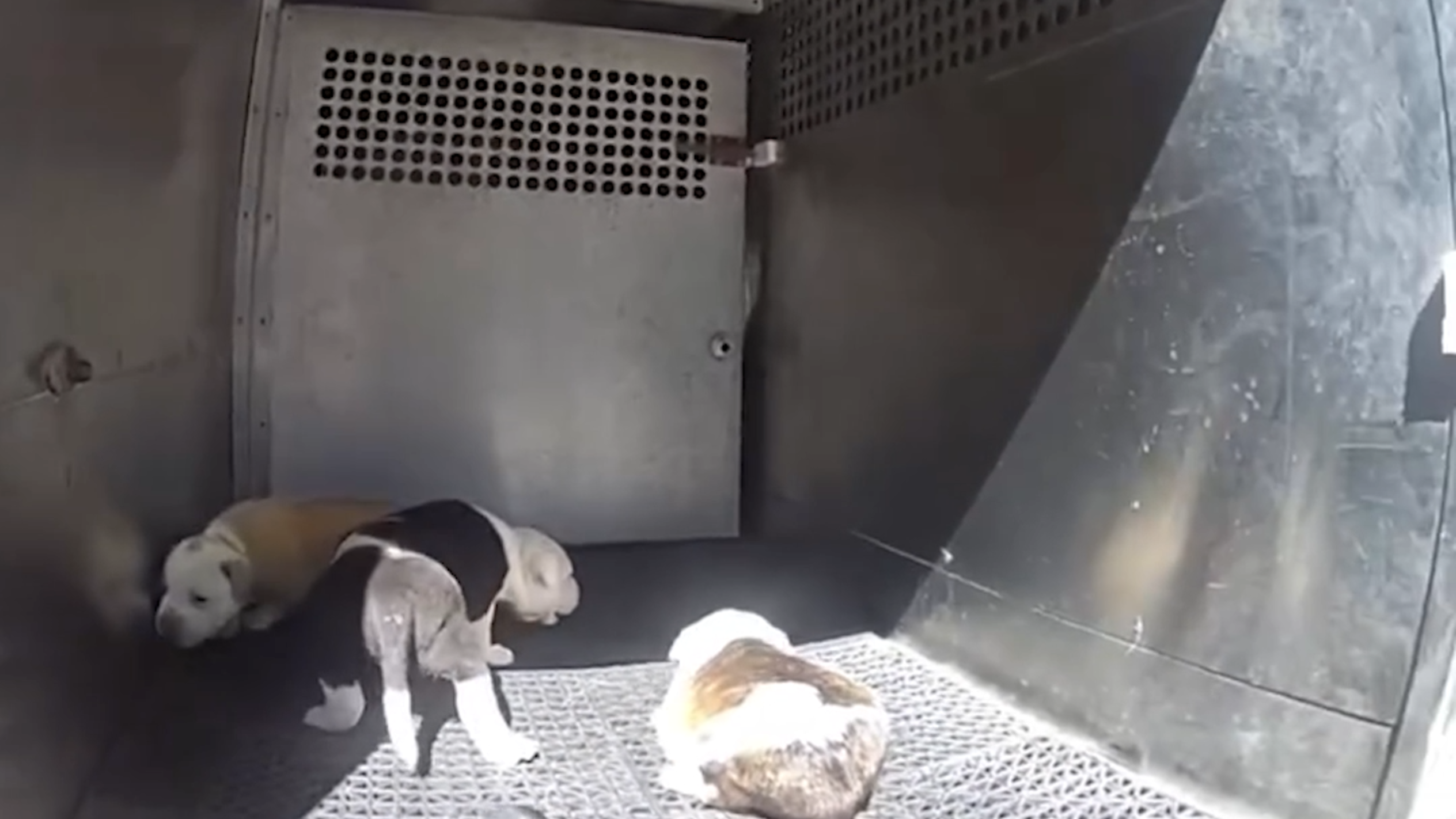 Bystanders in Graham saw dogs in a van on a 97-degree day. Here’s what they did