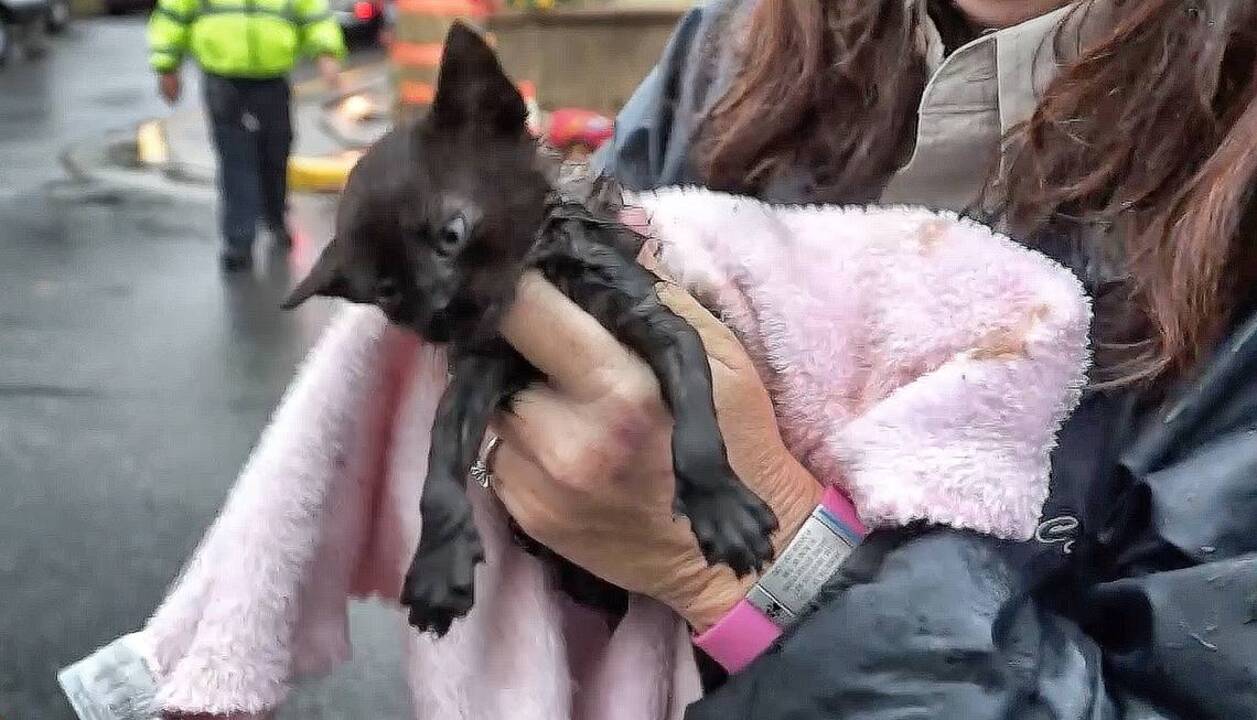 Cold, wet kitten rescued from storm drain in Clayton          