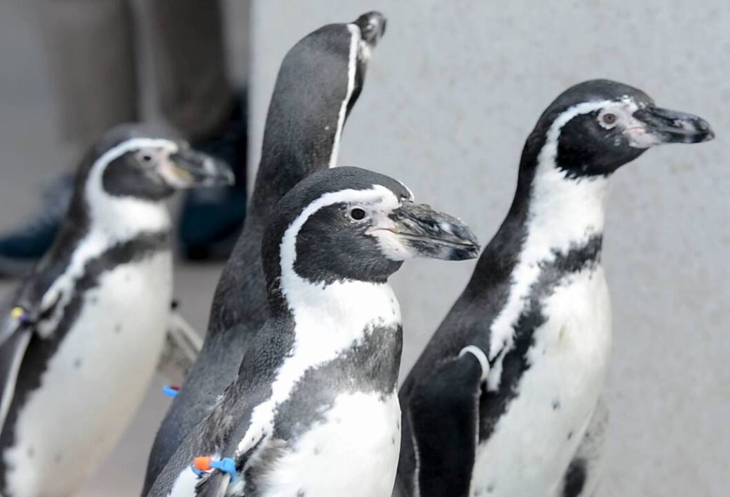 Penguins on parade at Kansas City Zoo