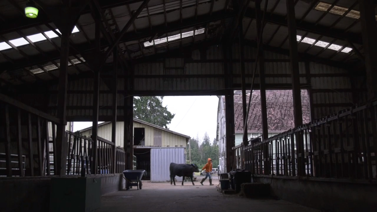 FFA and 4H families, their animals are stars at Lynden fair ...